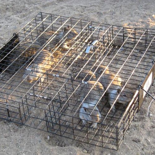 The Squirrelinator Squirrel Trap - Image 12