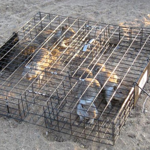 The Squirrelinator Squirrel Trap - Image 9