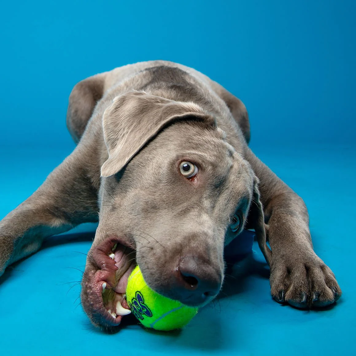 KONG SqueakAir® Ball – Durable Squeaker Tennis Ball Dog Toy for Fetch & Play - Image 4