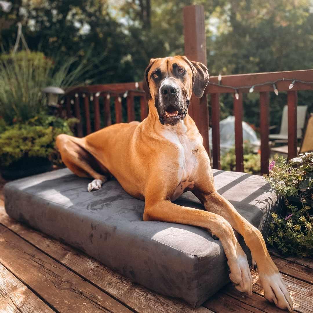 Big Barker Original Sleek Dog Bed, 7" Thick – Orthopedic Foam for Large & Giant Dogs - Image 32