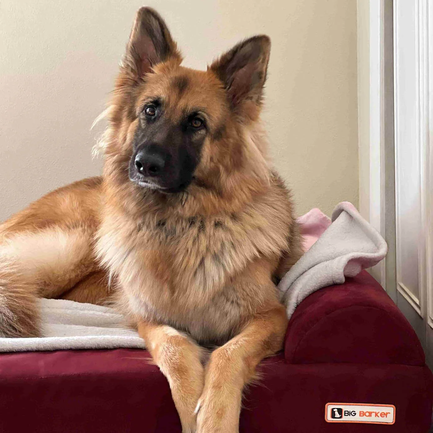 Big Barker 7" Thick Orthopedic Sofa Dog Bed for Large & Giant Breed Dogs – Vet Recommended, Joint Support, Durable Foam - Image 26