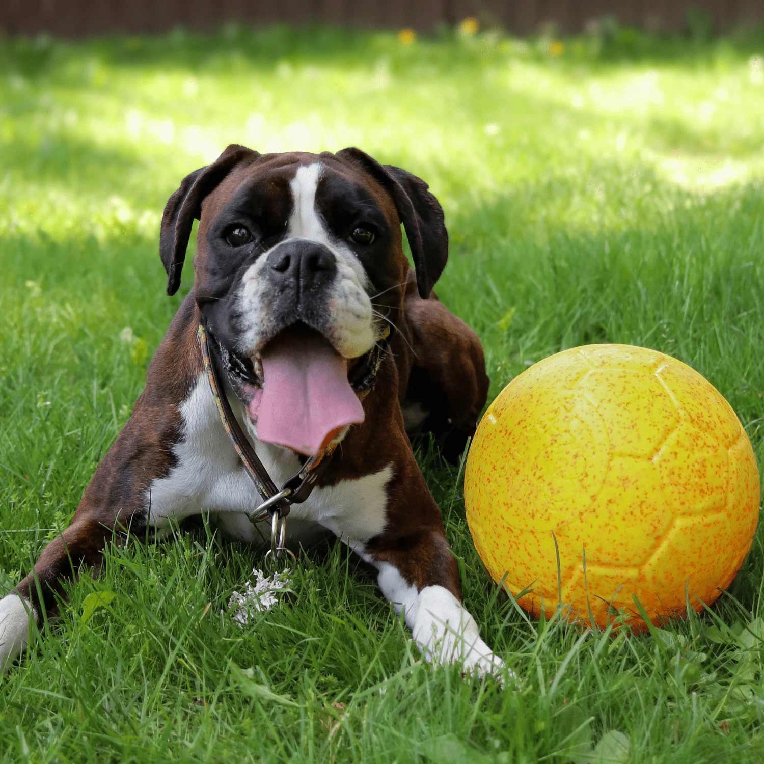 Jolly Soccer Ball for Dogs – Durable, Floating, Puncture-Resistant, Fetch Toy, Made in USA - Image 18