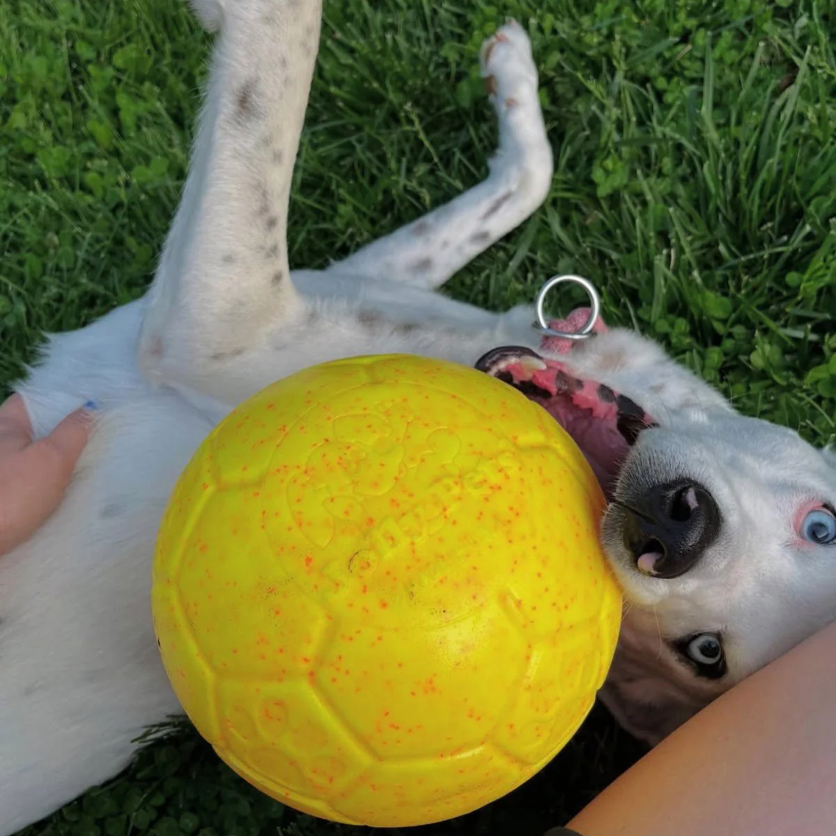 Jolly Soccer Ball for Dogs – Durable, Floating, Puncture-Resistant, Fetch Toy, Made in USA - Image 19