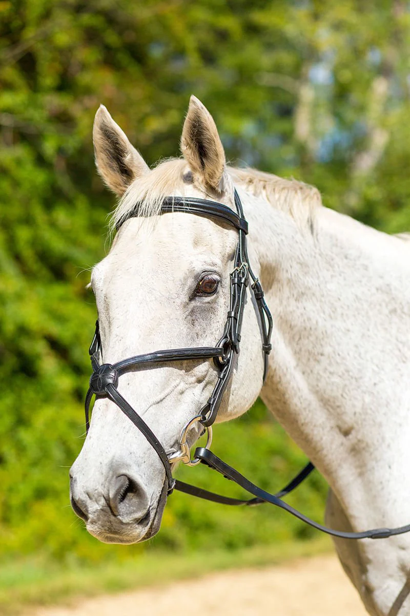 Shires Avignon Woodside Bridle - Image 3