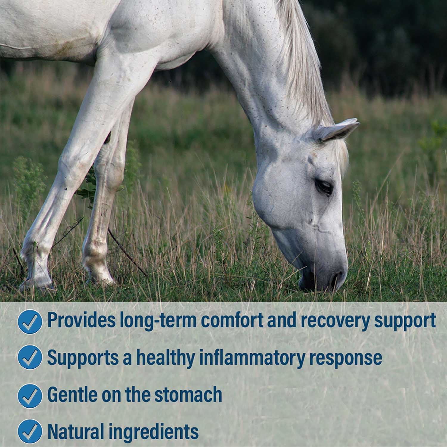 Absorbine BUTE-LESS Inflamation Supplement for Horses - Image 14