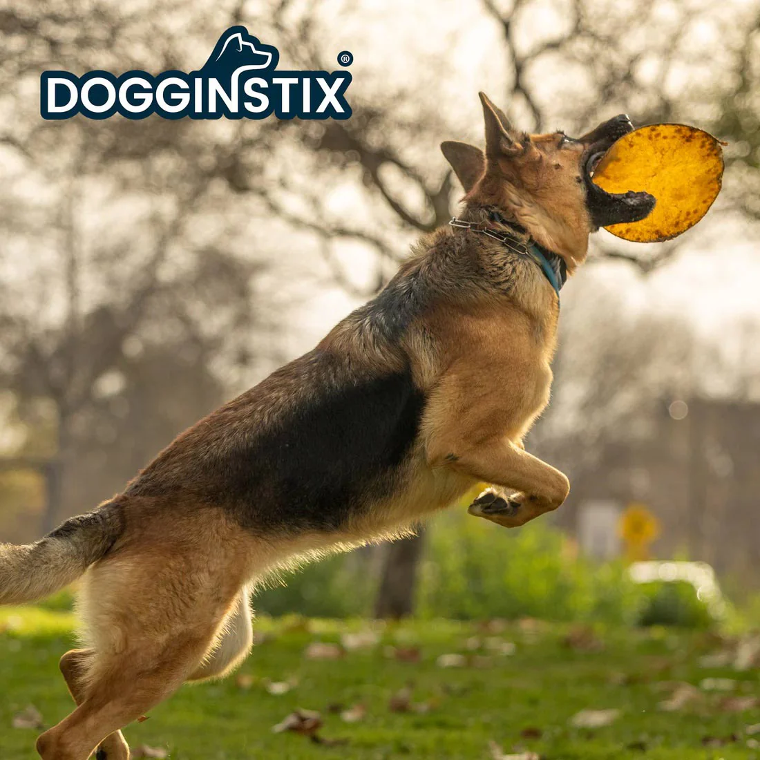 Dogginstix Natural Beef Collagen UFO Dog Chew & Toy – Long Lasting, Digestible, High Protein - Image 3