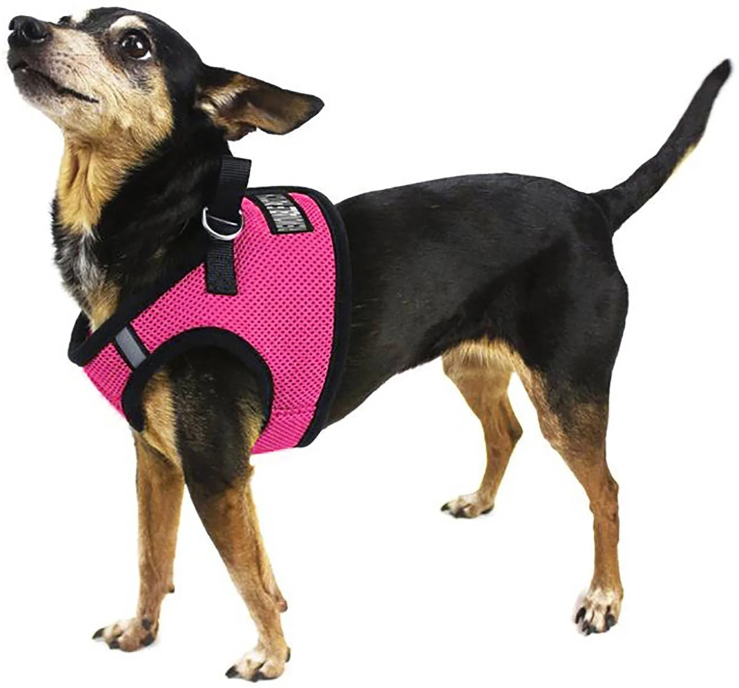 Boston Mesh Dog Harness, X-Large - Image 6