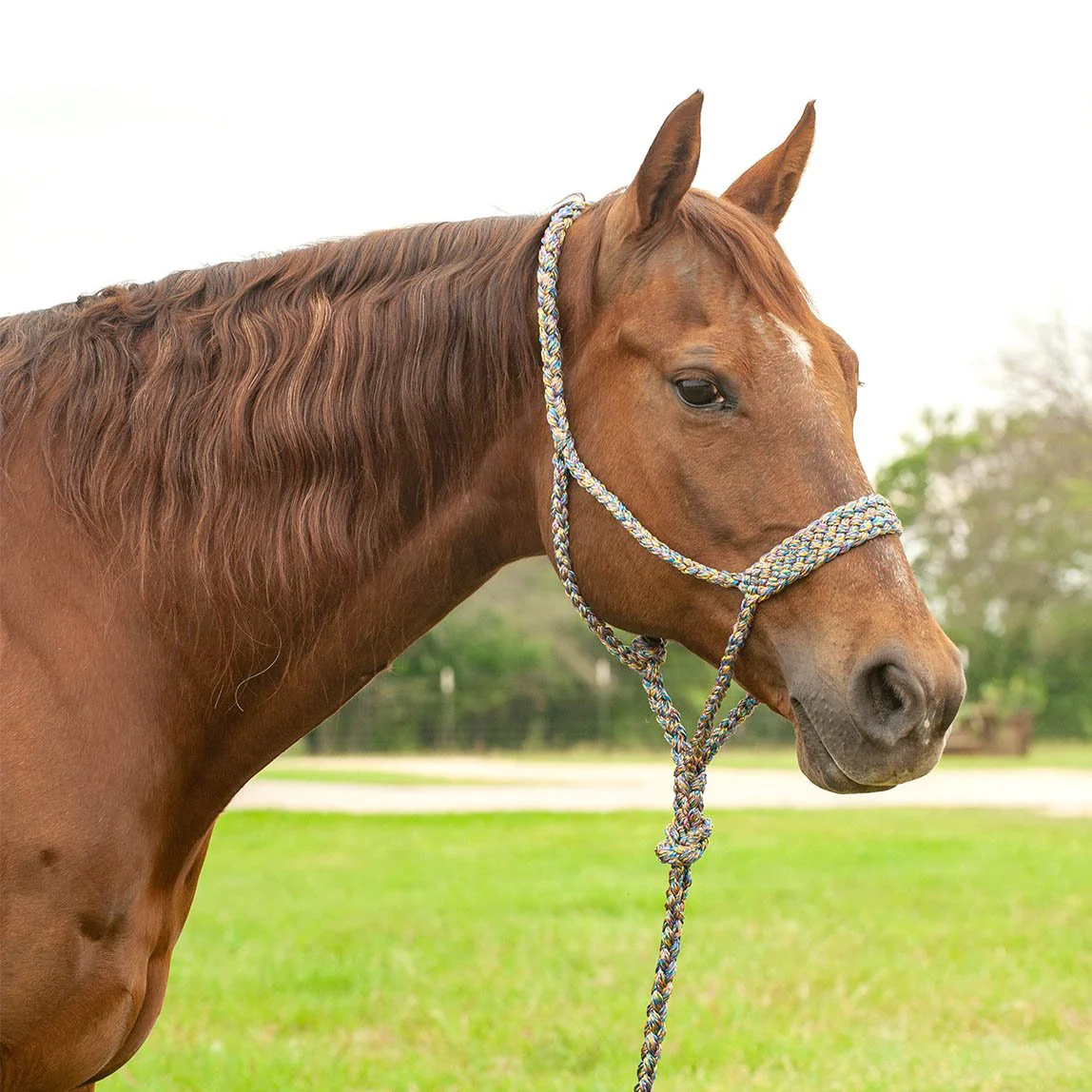 Braided Mule Tape Halter with 9' Lead - Image 12
