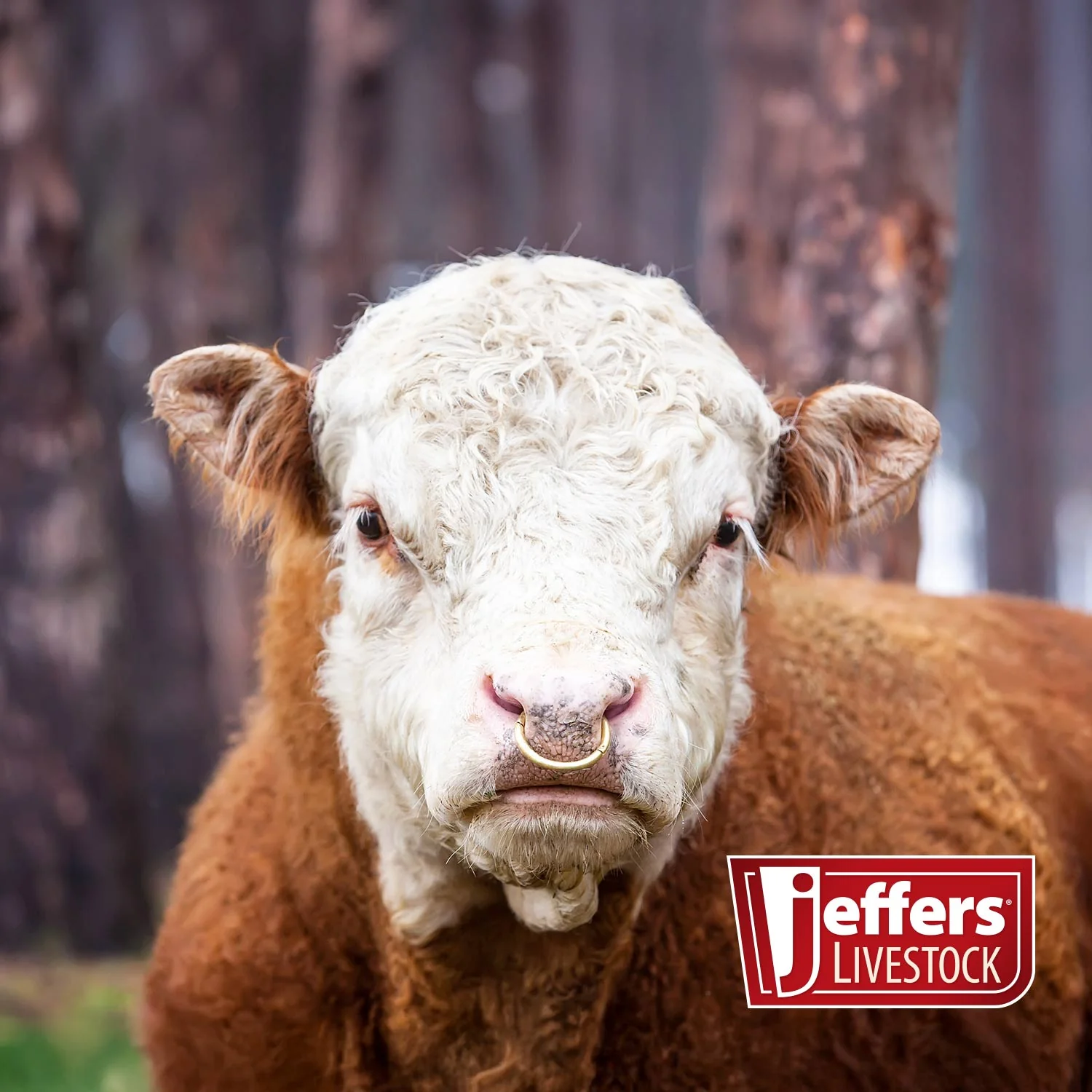 Jeffers Bull Ring with Screws - Image 4