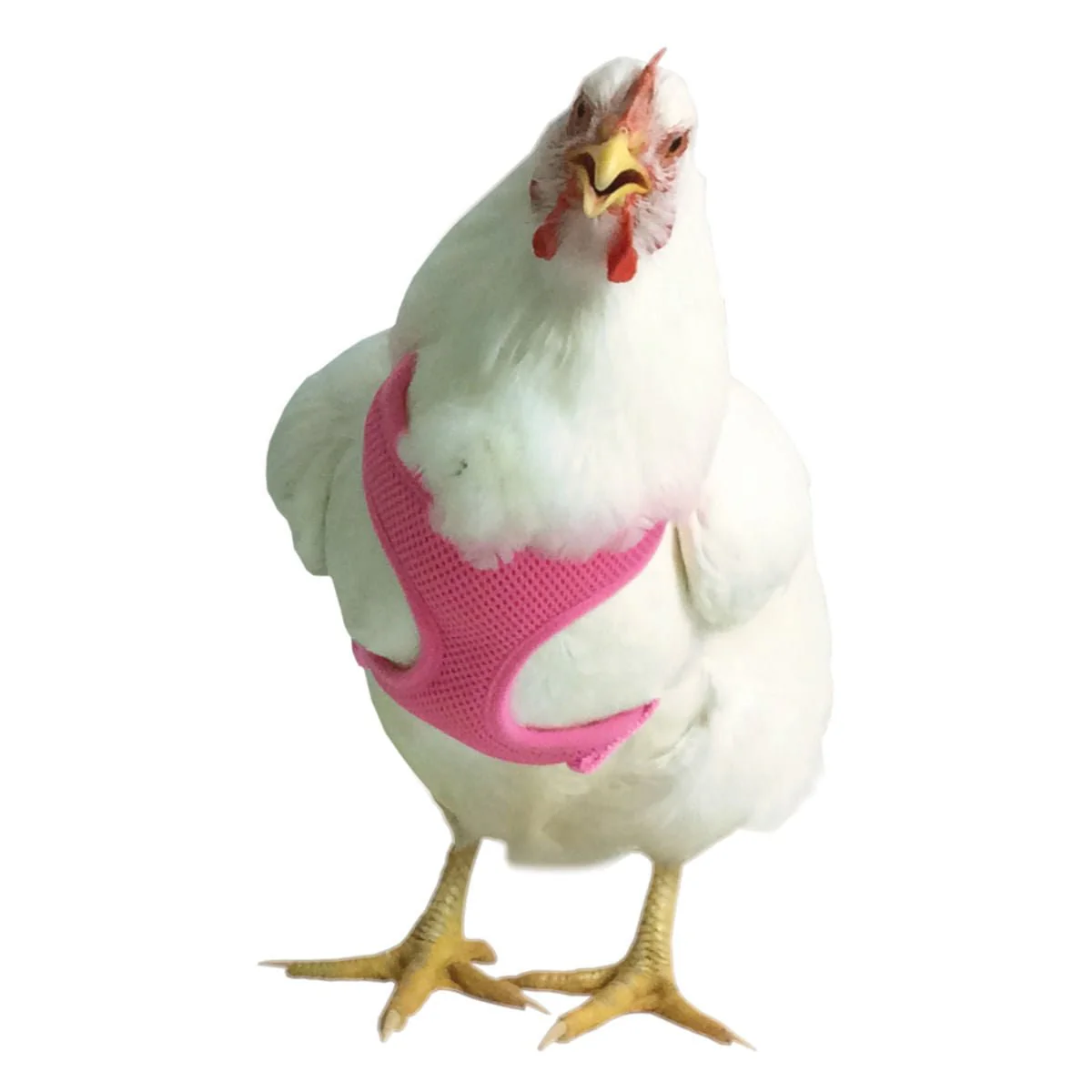 Chicken Harness - Image 5