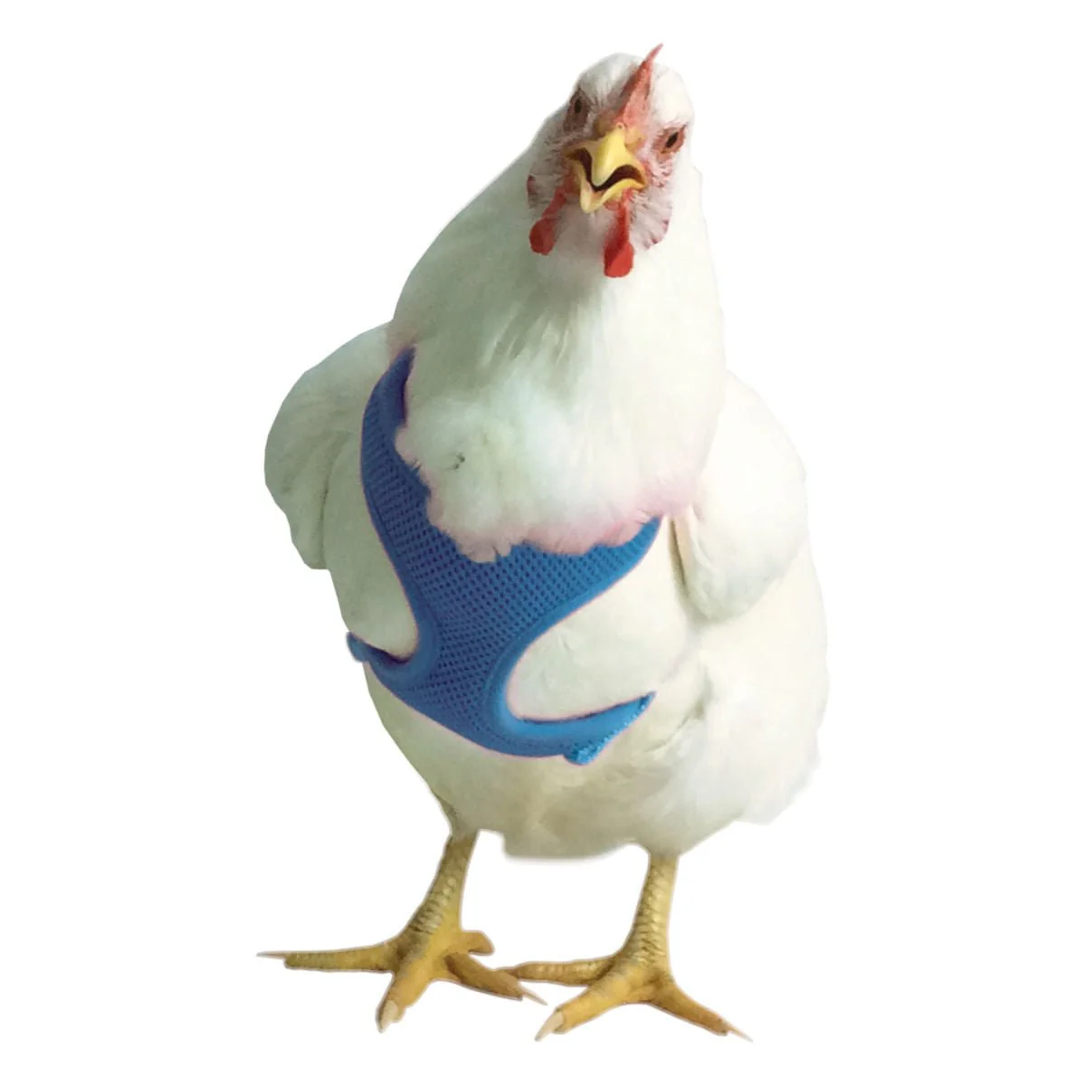 Chicken Harness - Image 6