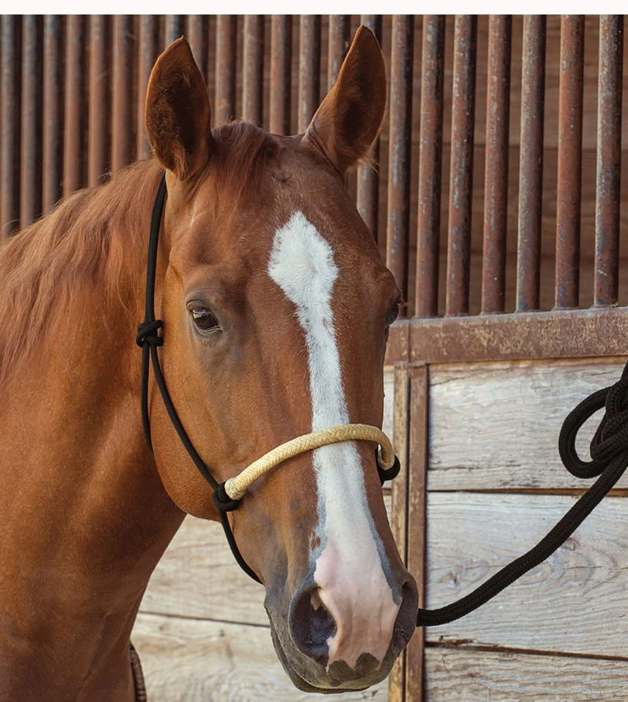 Classic Equine Braided Rawhide Nylon Rope Halter - Image 26