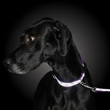 Coastal Pet Lazer Brite Dog Leash, 6' x 1" - Image 12