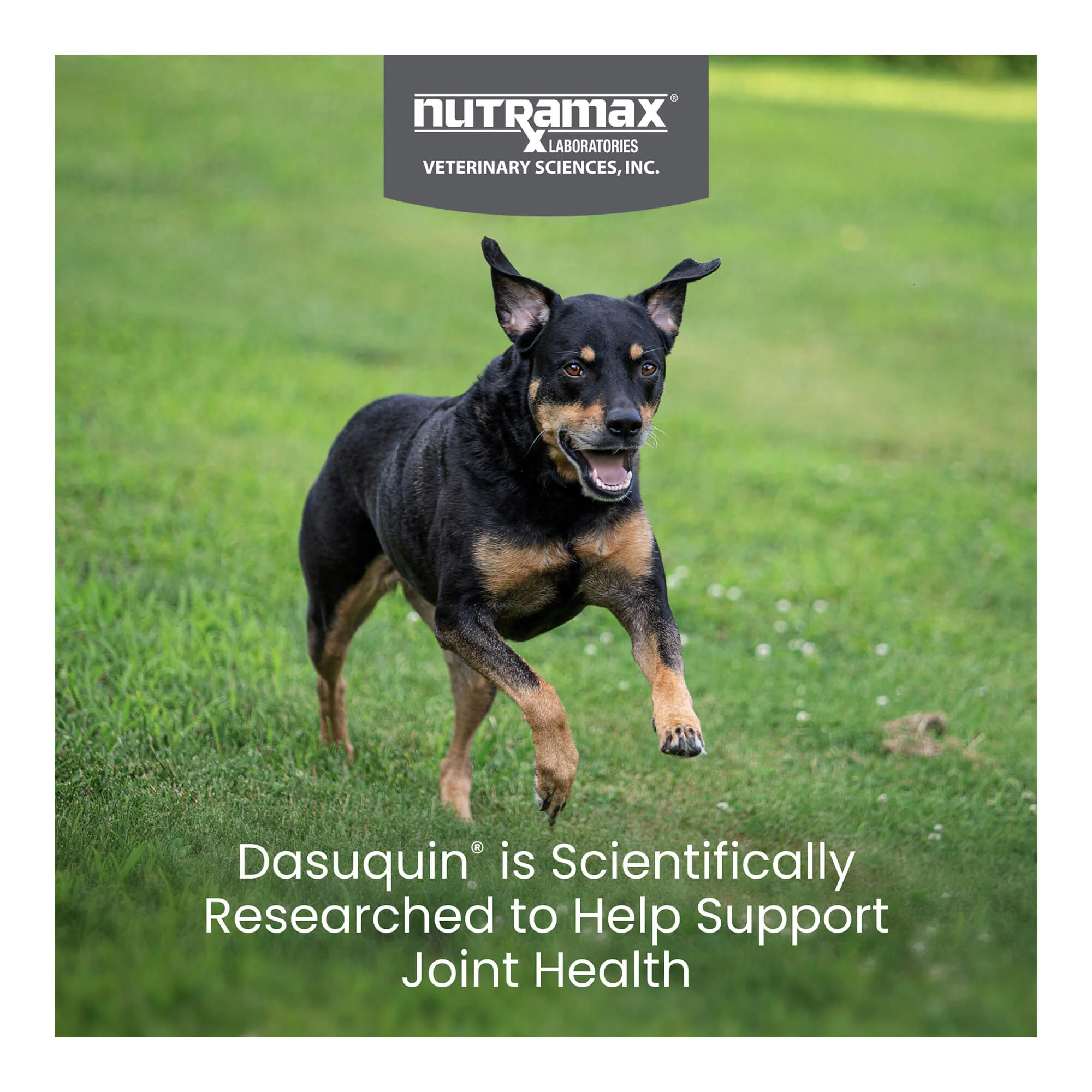 Nutramax Dasuquin for Dogs, Joint Health Supplement, Contains Glucosamine, Plus Chondroitin, ASU, and More, Supports Healthy Joints, Chewable Tablets - Image 10
