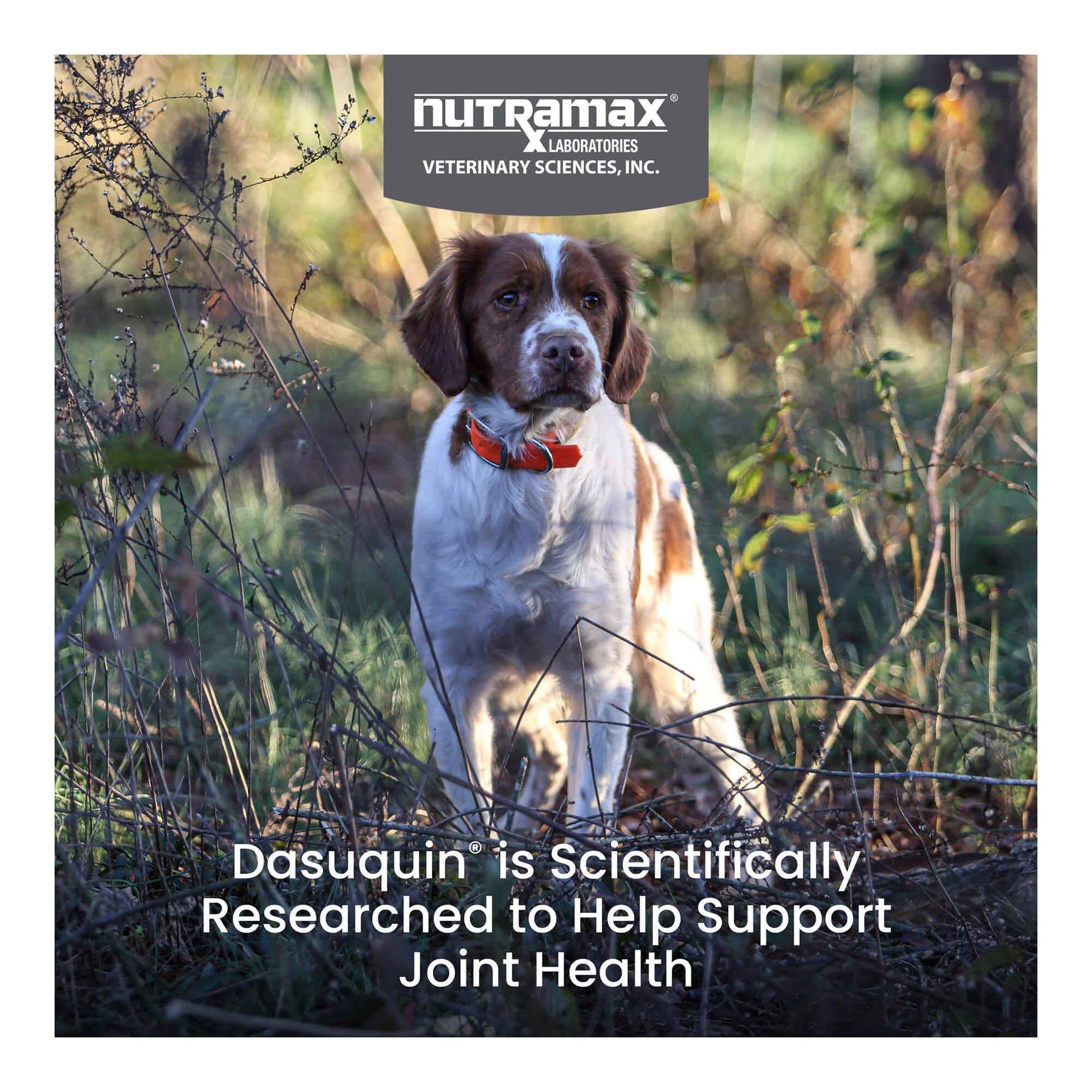 Nutramax Dasuquin Joint Supplement for Dogs (with Glucosamine, Plus Chondroitin, ASU, MSM & More) - Image 12