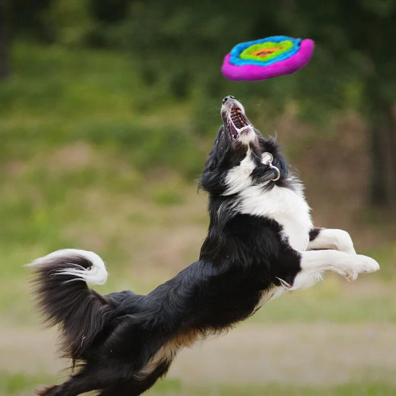 DuraPlush Multi-Colored Flyer Plush Dog Toy, Large - Image 3