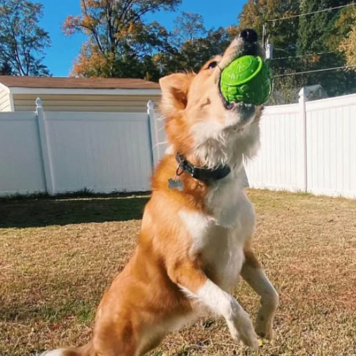 Ecolast High Roller Rubber Dog Toy - Image 5