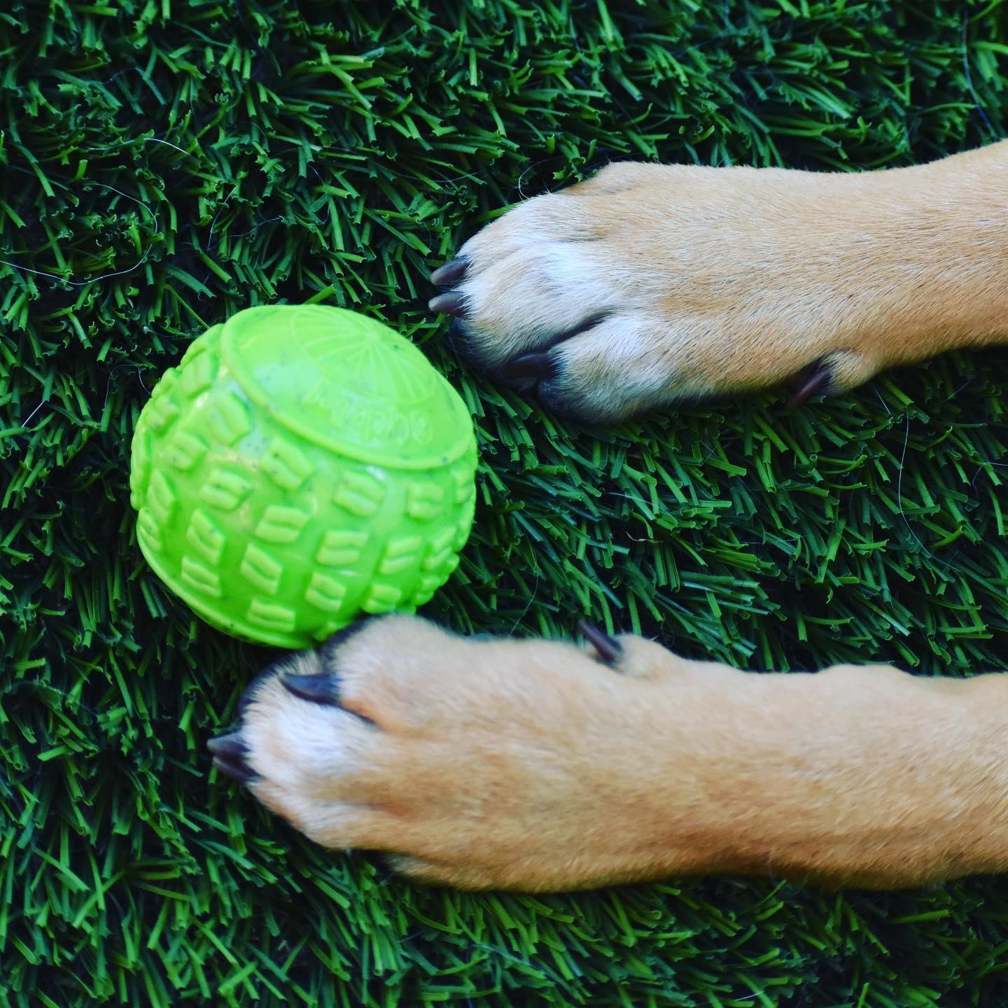 Ecolast High Roller Rubber Dog Toy - Image 6