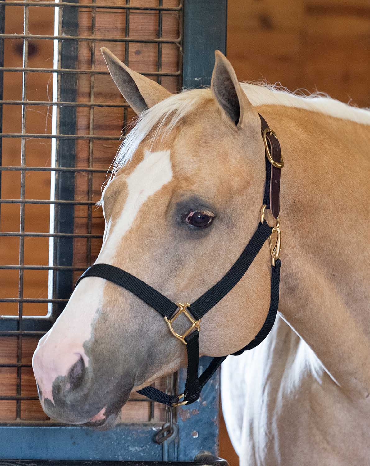 Economy Nylon Safety Horse Halter - Image 55