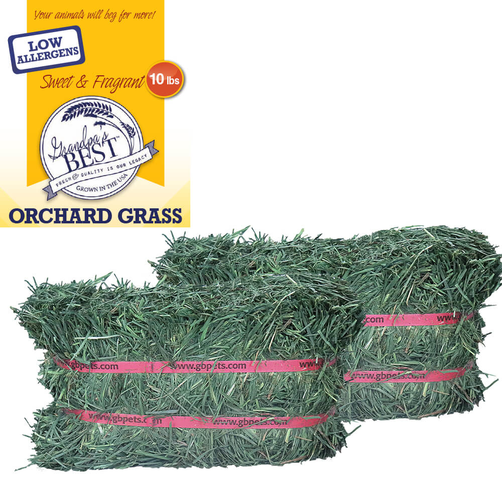 Grandpa's Best Orchard Grass Bale or Loose Boxed Hay for Small Pets - Image 3