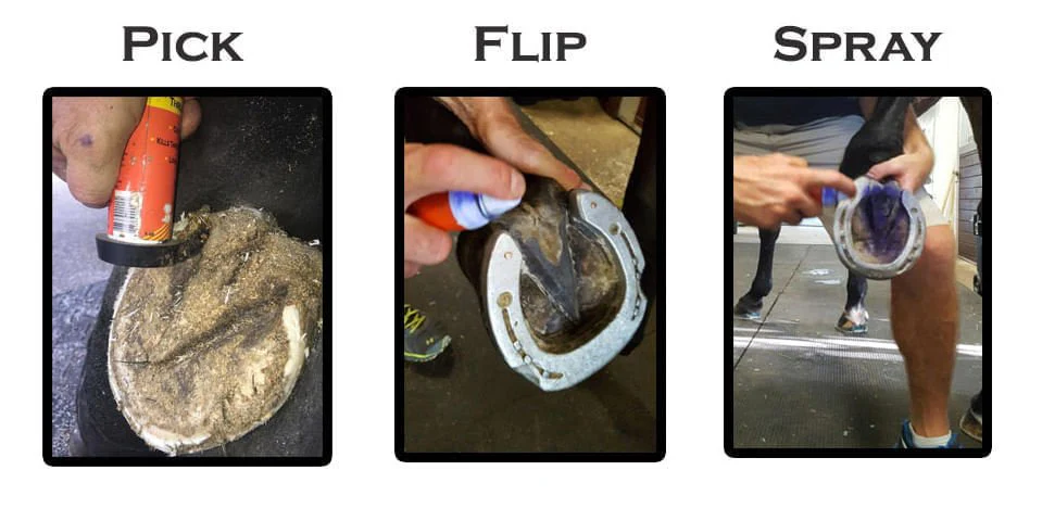 Groom's Hand Thrush Solution for Horses - Image 2