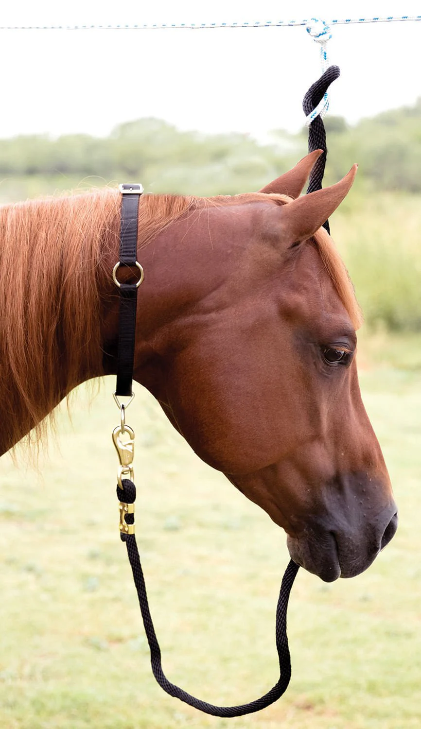 Mustang Horse Neck Collar, 1" - Image 7