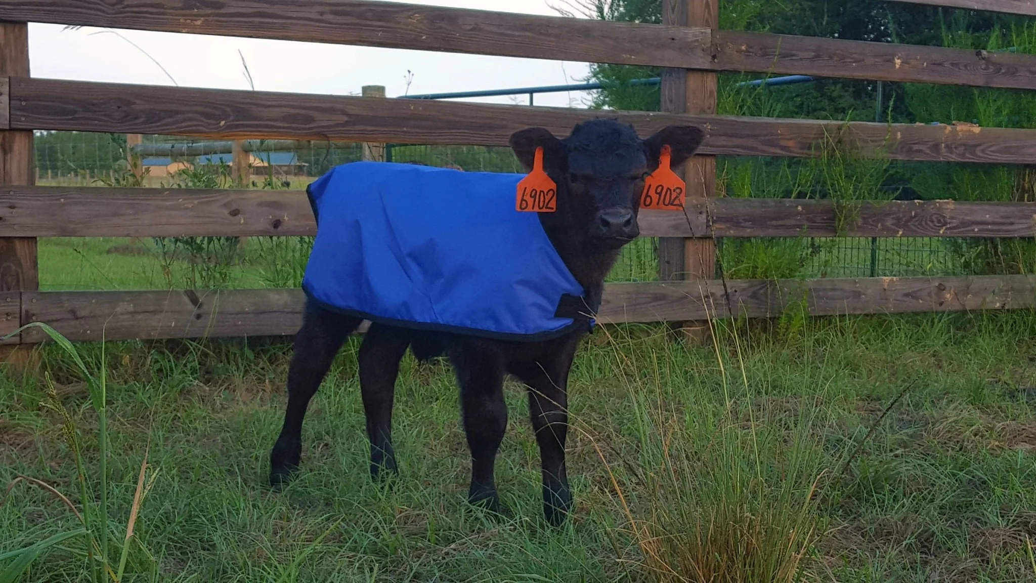 Jeffers Water-Resistant Insulated Calf Blanket, 200g Fill - Image 4
