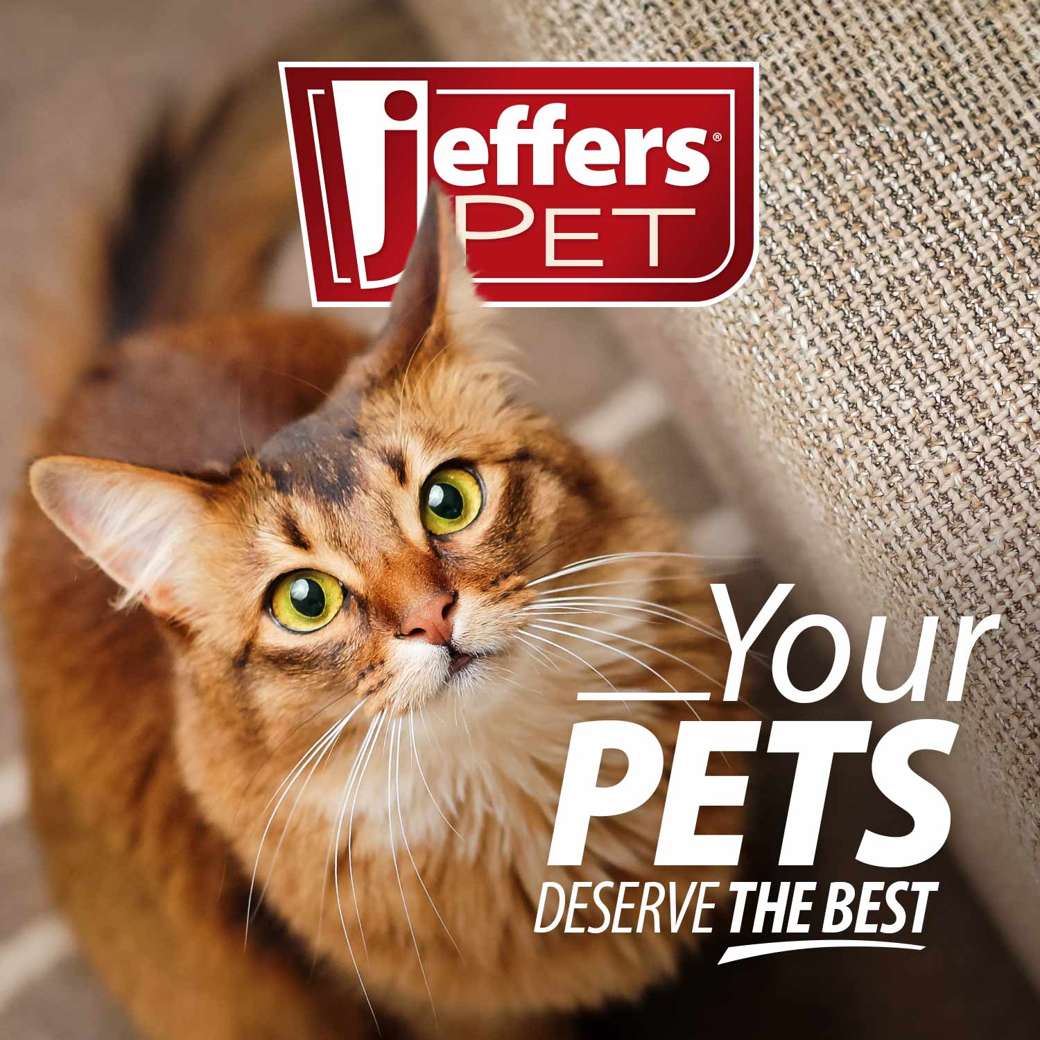 Jeffers BELLY BUDDY Probiotic Supplement Packets for Cats – Multi-Strain Digestive & Immune Support - Image 7