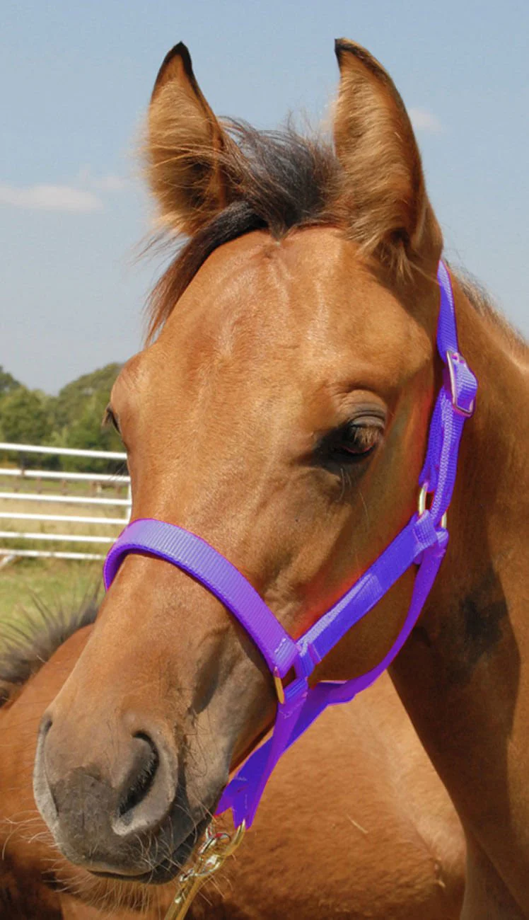 Jeffers Nylon Foal & Pony Halter - Image 5
