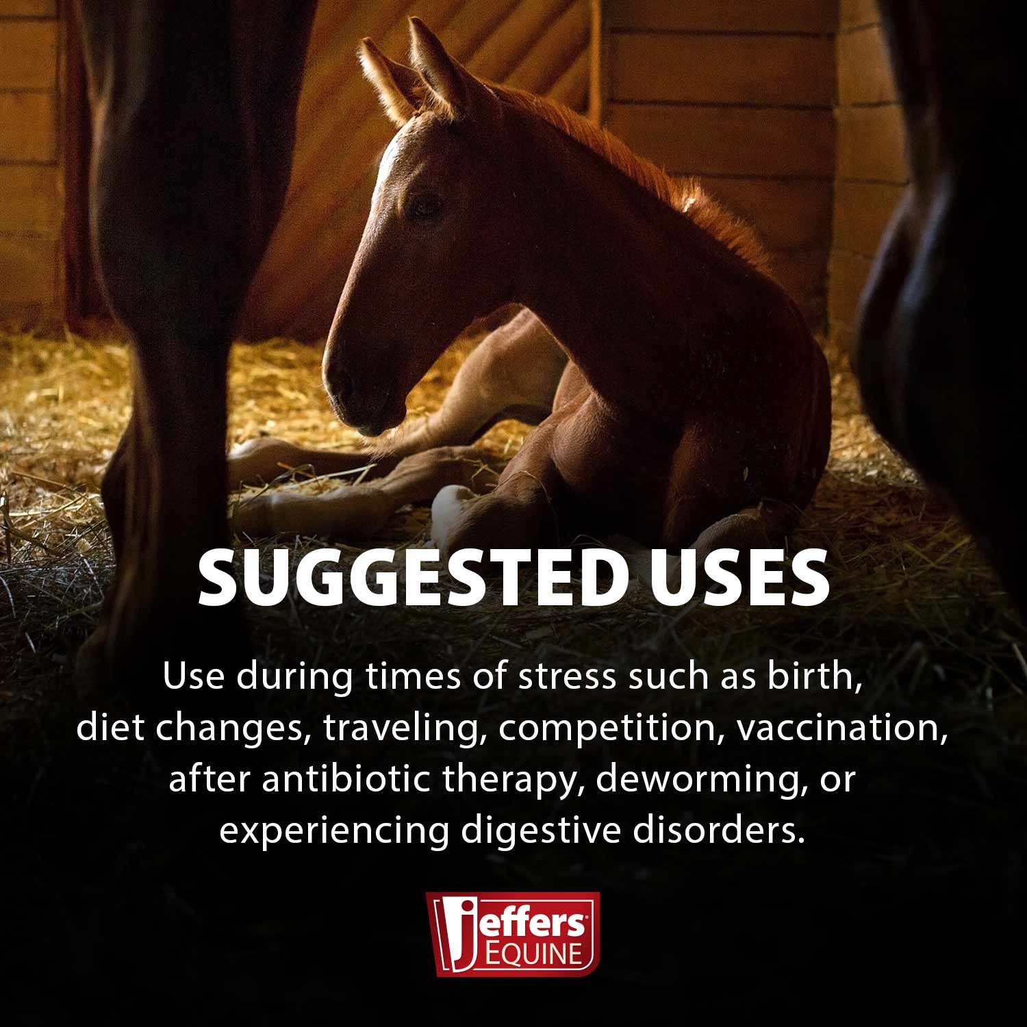 Jeffers Probiotic Gel for Horses, 2 Dose Syringe - Image 3