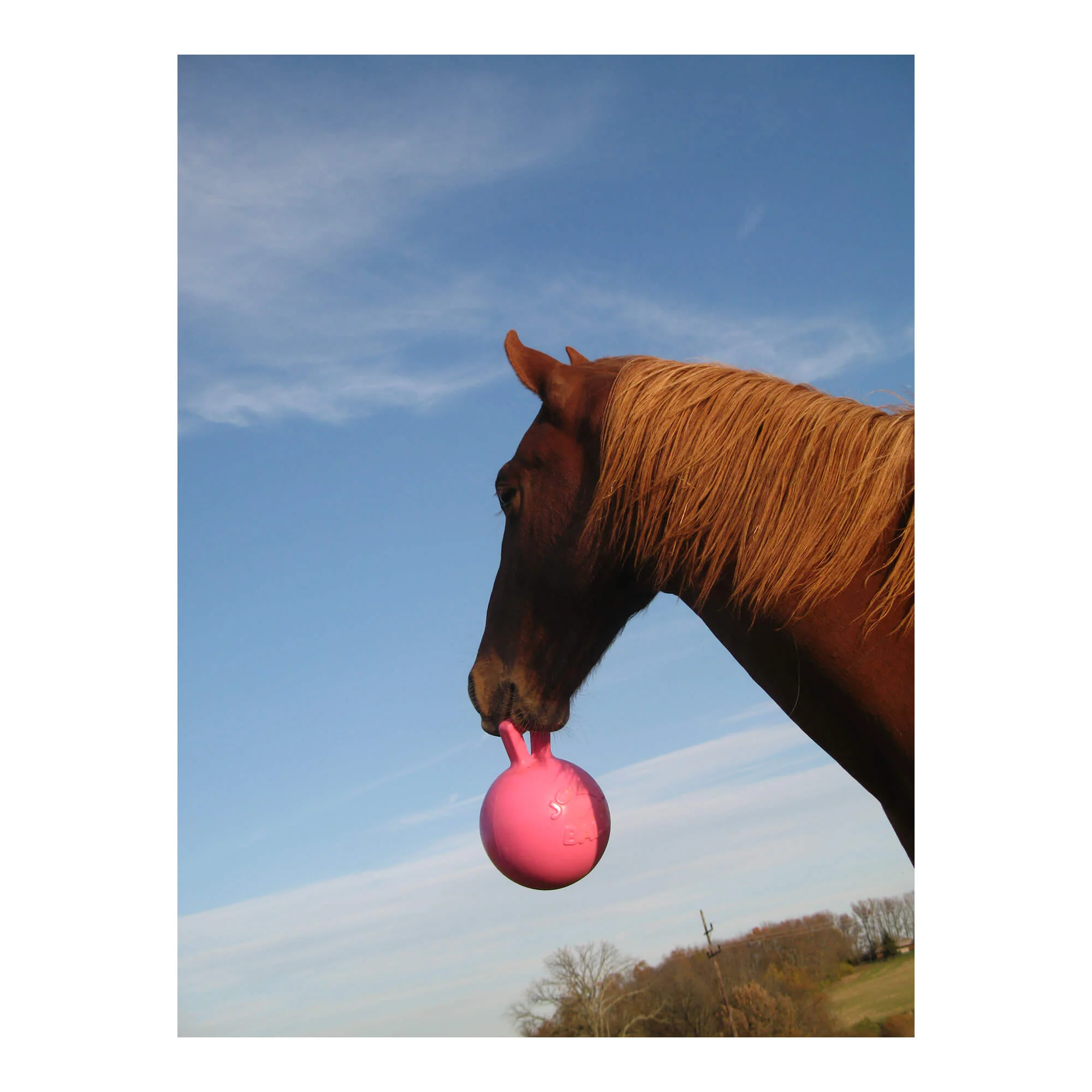 Horseman's Pride Scented Jolly Ball 10" Horse Toy – Durable, Chew-Resistant Equine Enrichment Ball for Outdoor Fun - Image 13