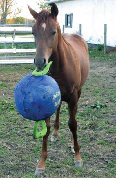 Jolly Tug Inflatable Horse Toy – Durable, Interactive Tug & Exercise Toy for Horses - Image 2