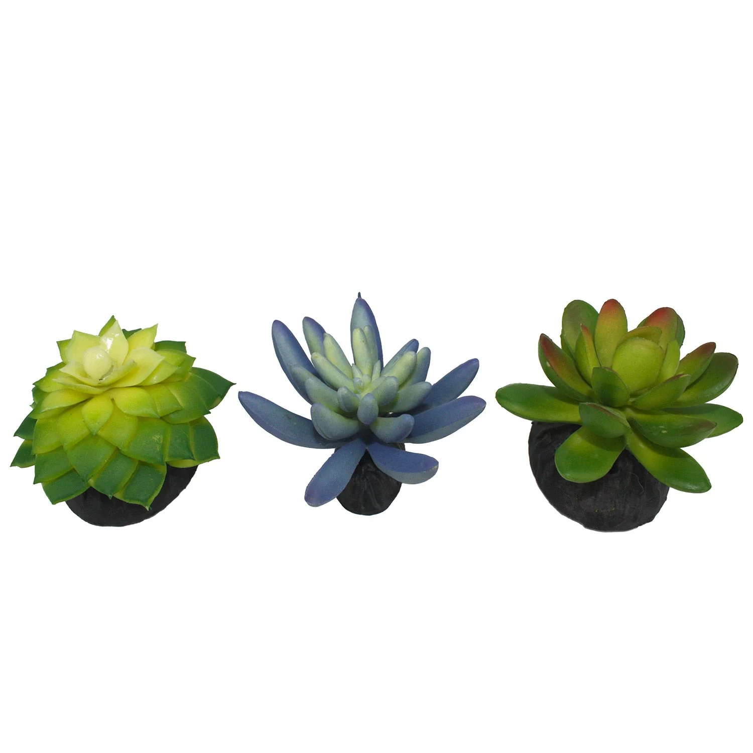 Komodo Succulent, 3 pk - Image 2