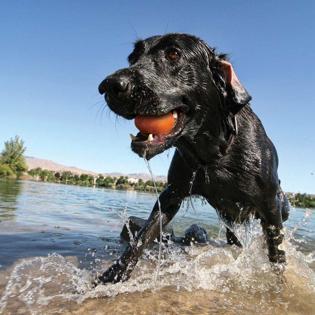 Kurgo Skipping Stones - Image 3