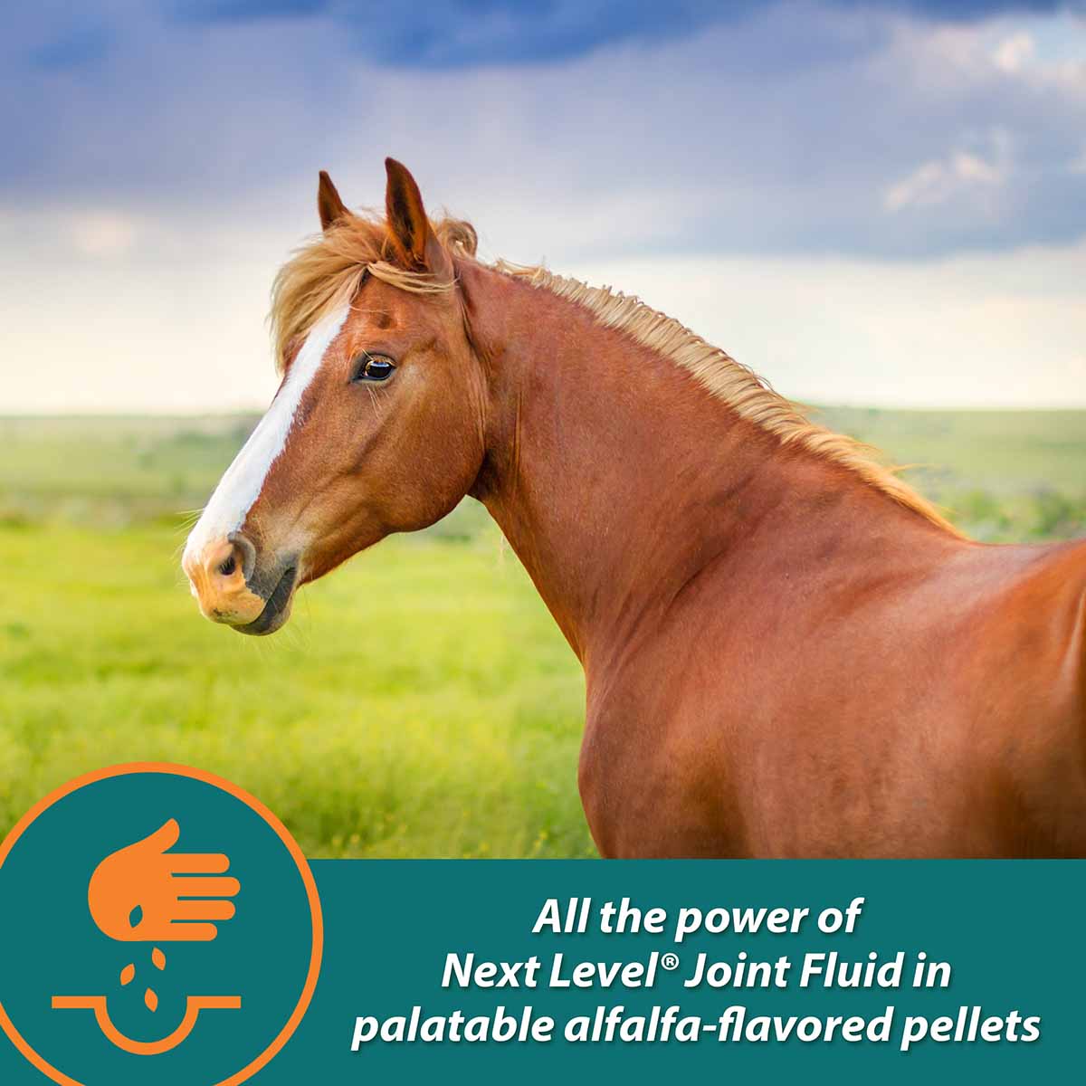 Next Level Joint Pellets for Horses, 1.87 lbs - Image 3