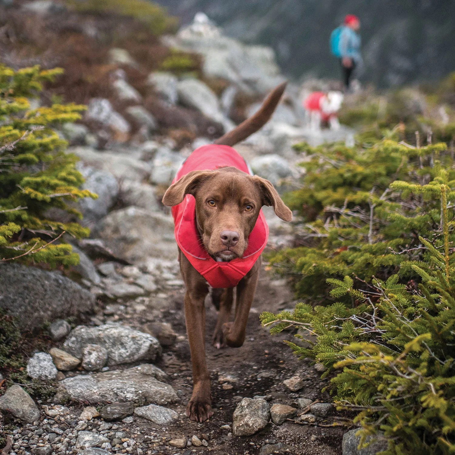 Kurgo North Country Coat for Dogs - Image 28