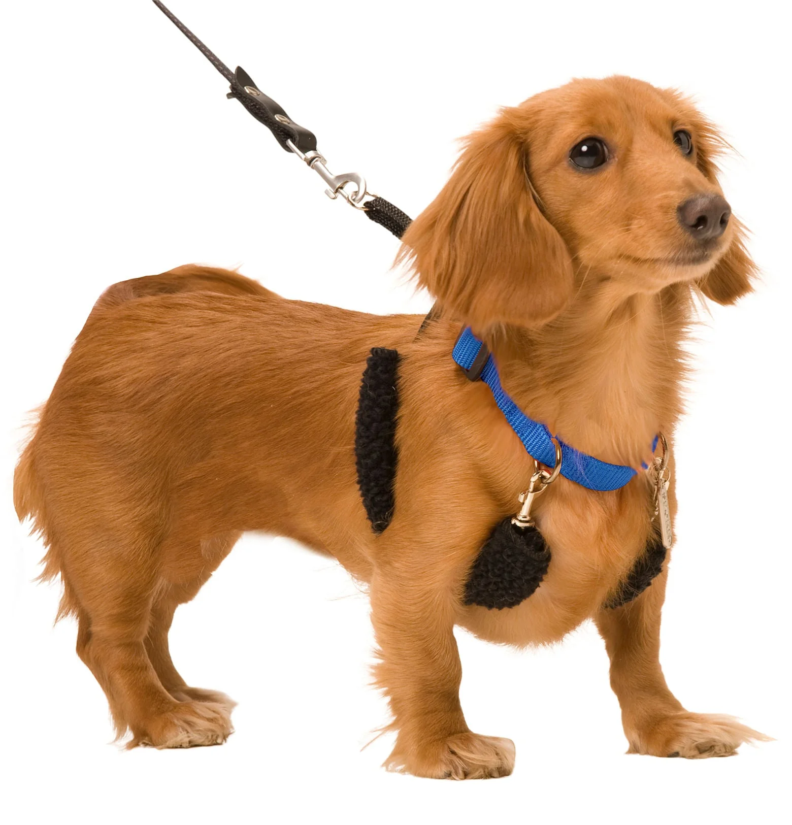 Original Sporn Training Halter, Blue - Image 2