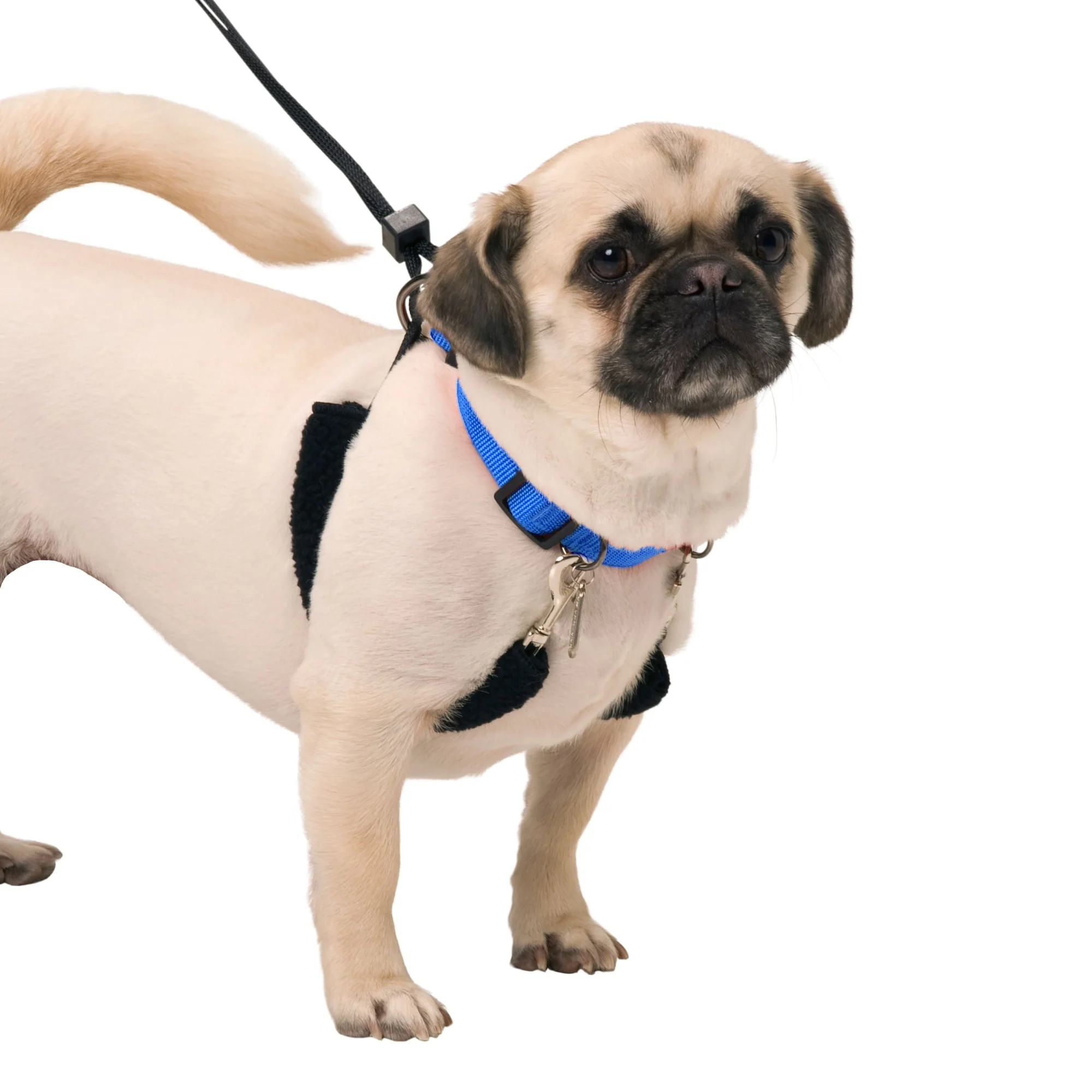 Original Sporn Training Halter, Blue - Image 4