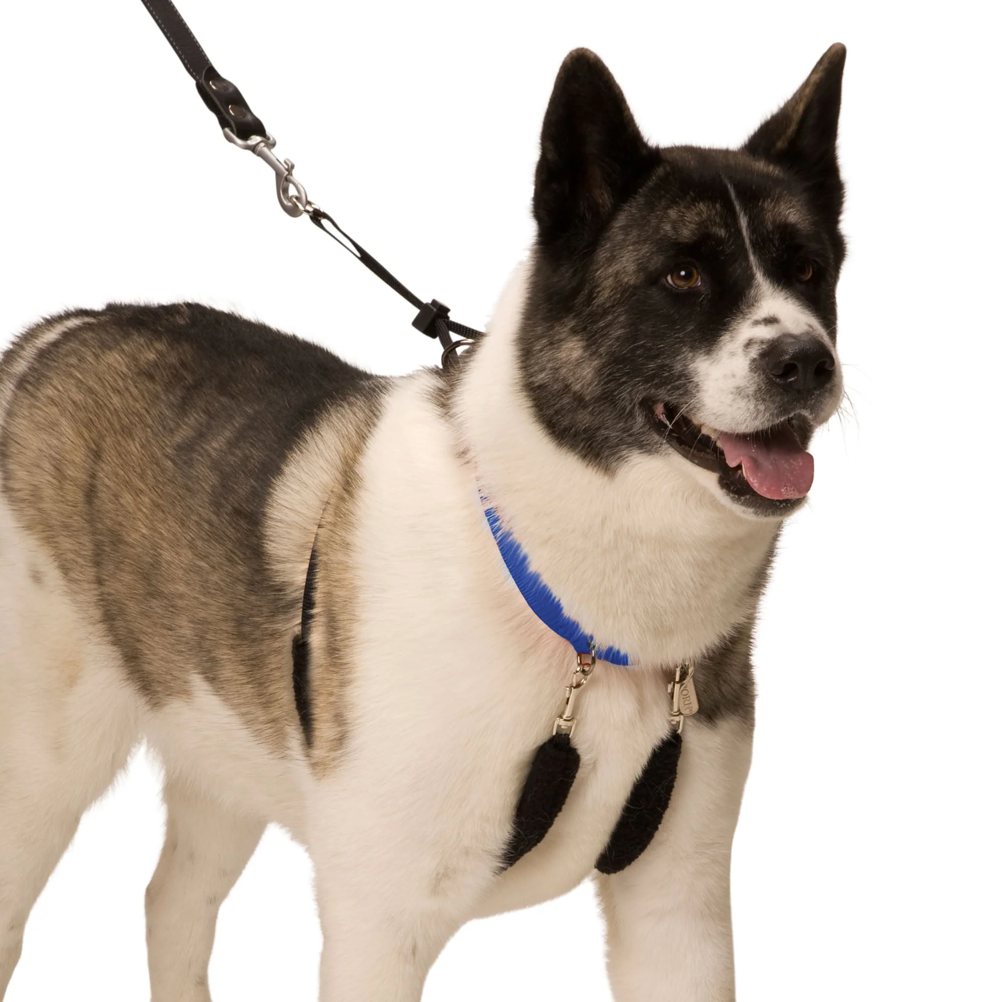 Original Sporn Training Halter, Blue - Image 8