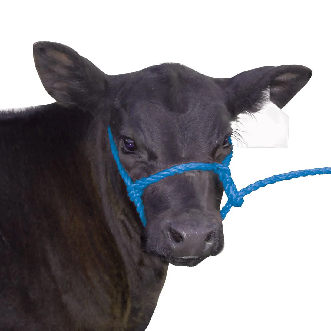 Troyer’s Poly Calf Halter with 5' Lead – Durable 3/8" Poly Rope - Image 5