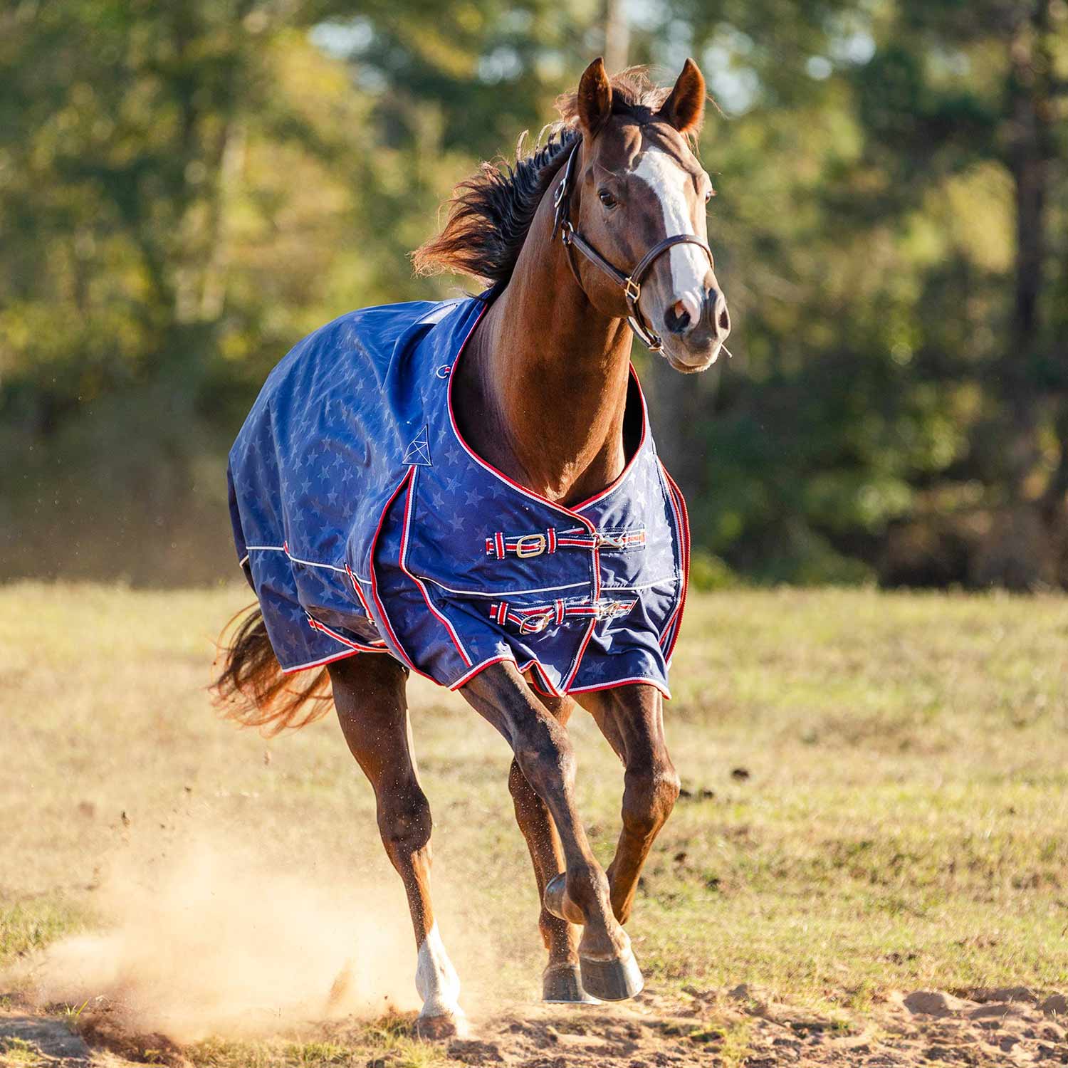 Jeffers Poplar Head "Origin" 600D Medium Weight Turnout Blanket, 240g | Waterproof & Breathable Horse Blanket - Image 20