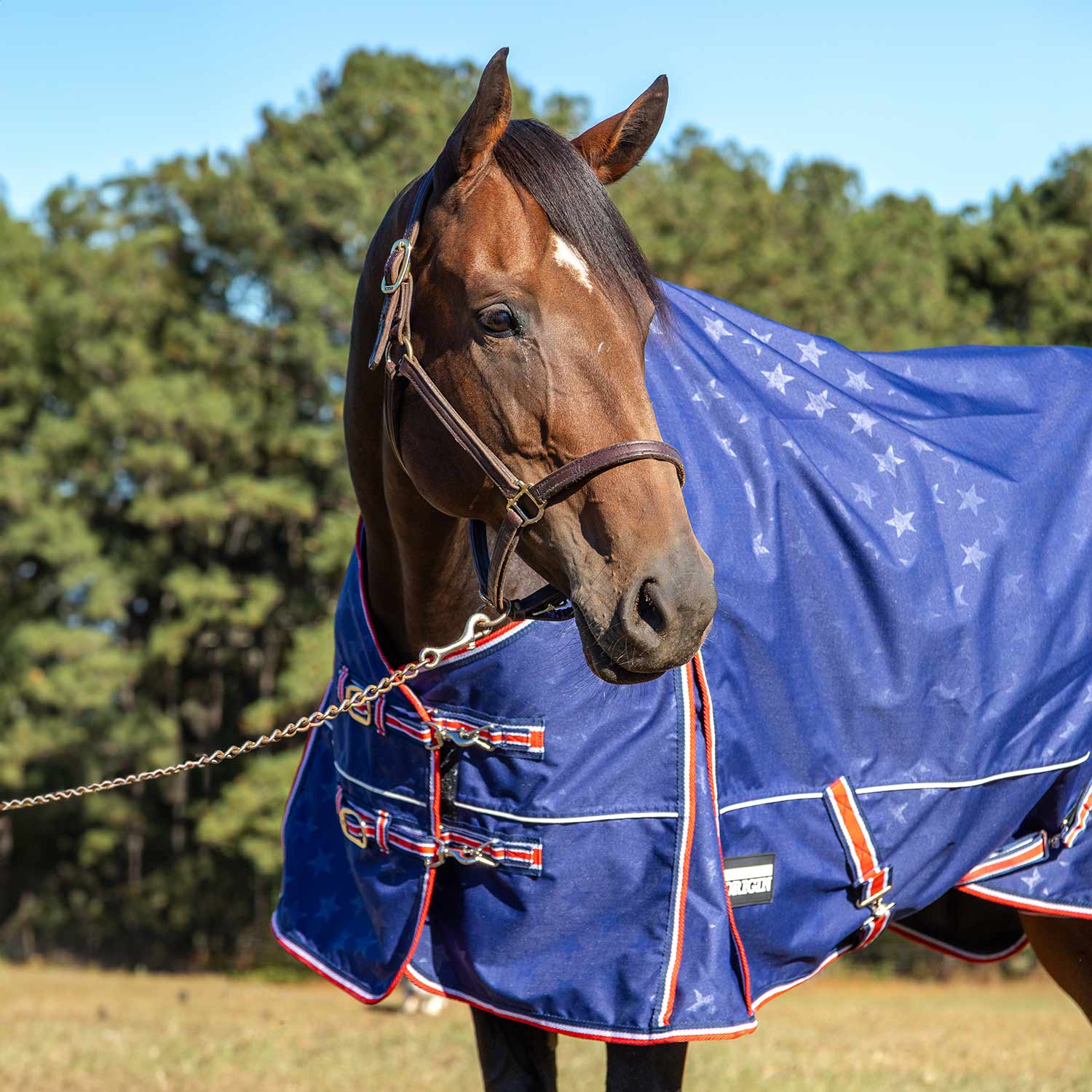 Jeffers Poplar Head "Origin" 600D Turnout Sheet - 0g Lightweight Waterproof Horse Blanket with Standard Neck & Tail Flap - Image 13
