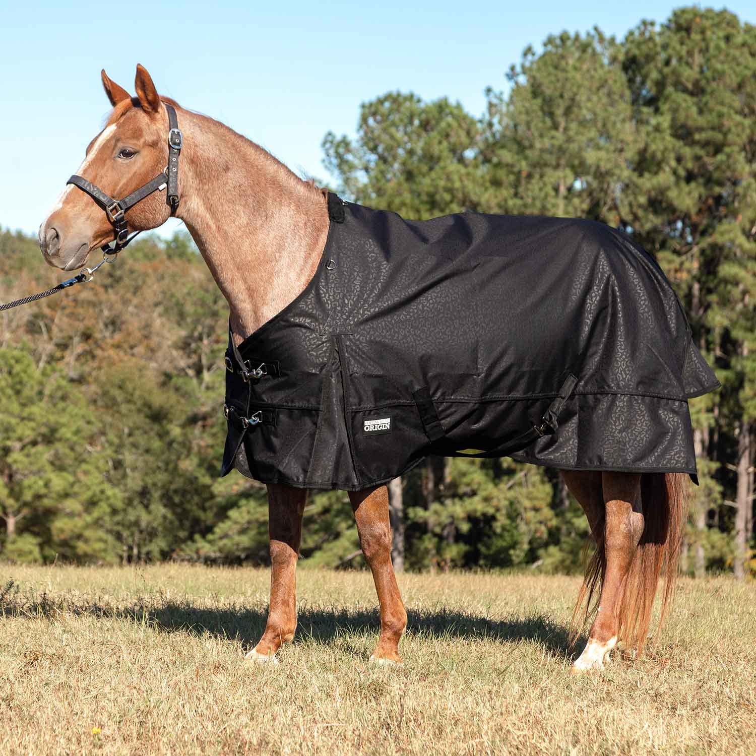 Jeffers Poplar Head "Origin" 600D Turnout Sheet - 0g Lightweight Waterproof Horse Blanket with Standard Neck & Tail Flap - Image 6