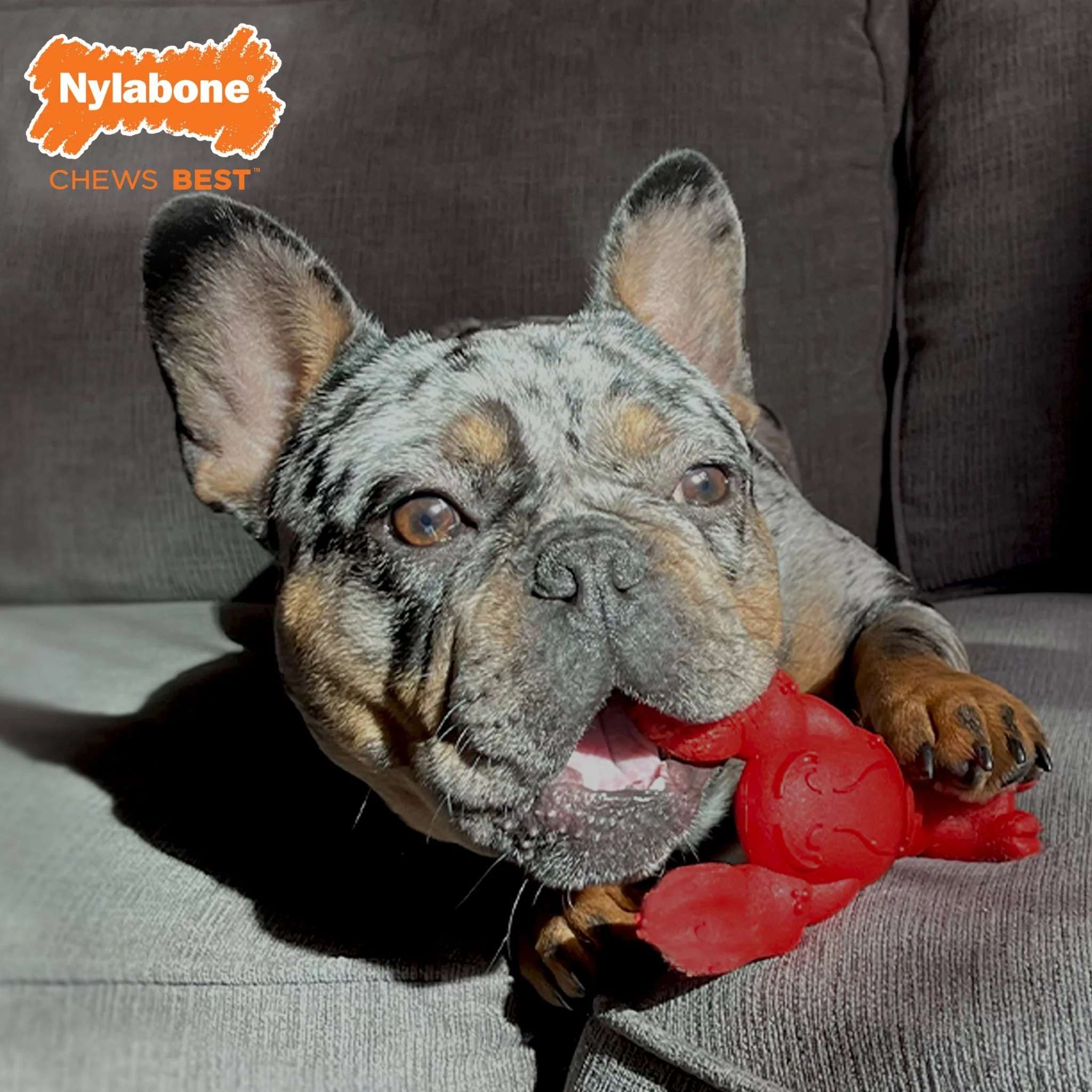 Power Chew Lobster Dog Toy, Filet Mignon - Image 5