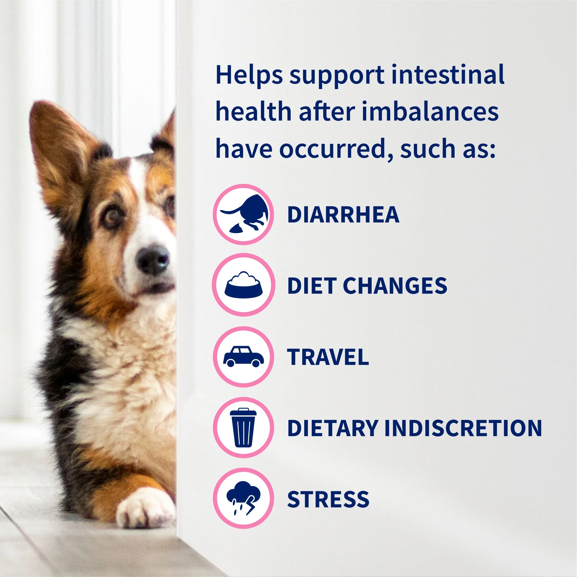 Nutramax Proviable-KP/DC Kit for Dogs and Cats, 10 Capsules - Image 5