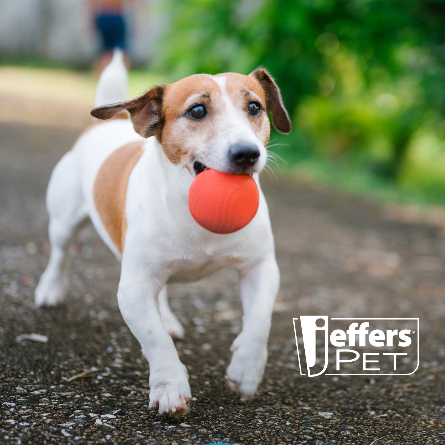 Jeffers Red Bouncing Ball with Waves Natural Rubber Dental Dog Chew Toy for Energetic Play - Image 5