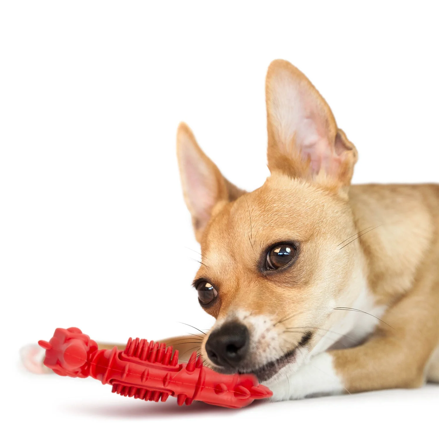 Jeffers Red Seahorse Natural Rubber Dog Chew Toy with Vanilla Scent and Textured Ridges for Dental Health - Image 6