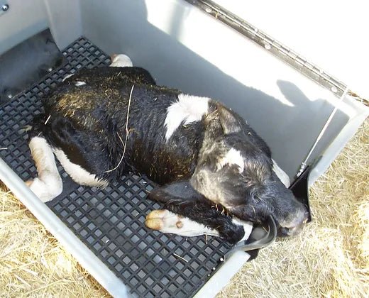 Roy-L-Heat Calf Warmer Box - Image 7