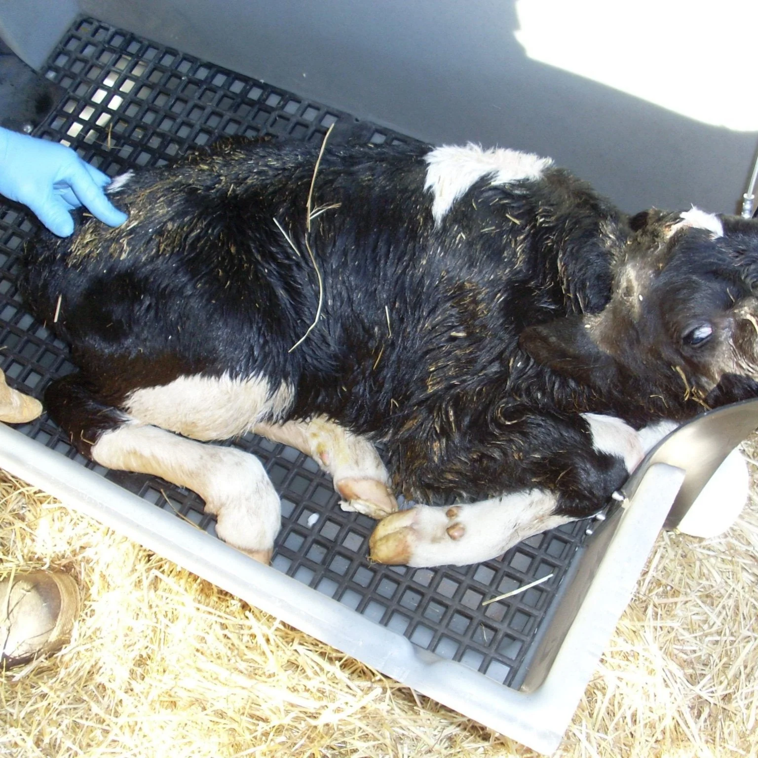 Roy-L-Heat Calf Warmer Box - Image 8