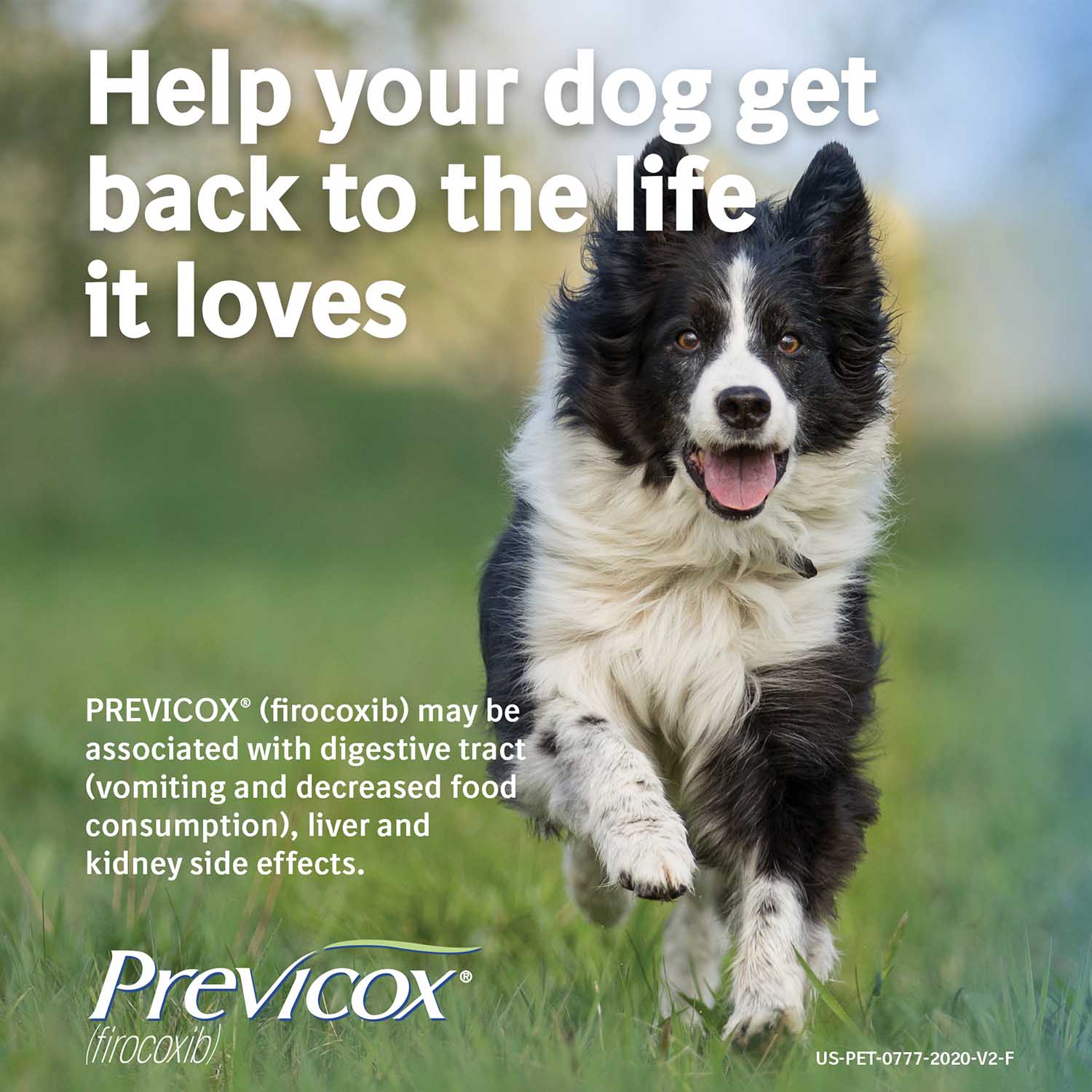 Rx Previcox (firocoxib) Chew Tabs for Dogs - Image 12